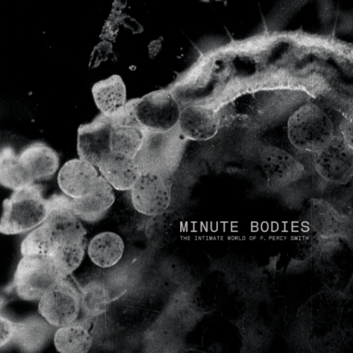 Tindersticks Minute Bodies Web